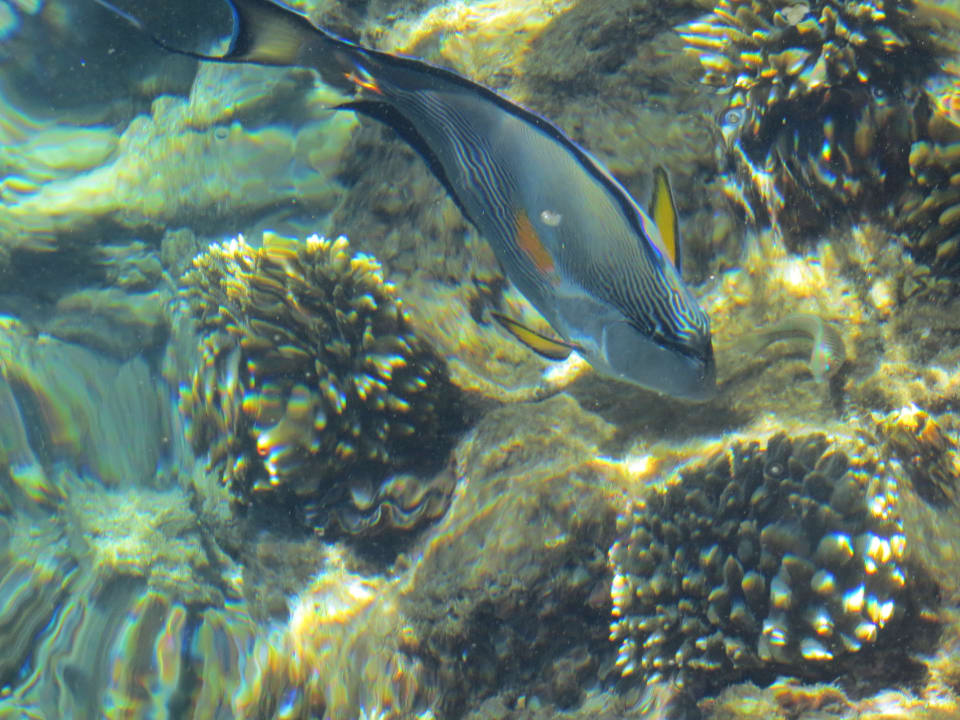 Unterwasserwelt Arabia Azur Resort