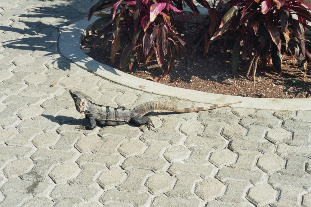 Besuch am Pool Hotel Riu Tequila