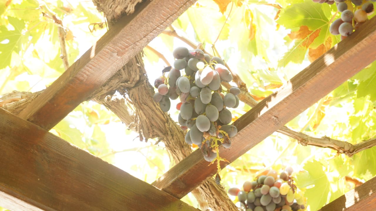 Roślinność Dessole Dolphin Bay Resort