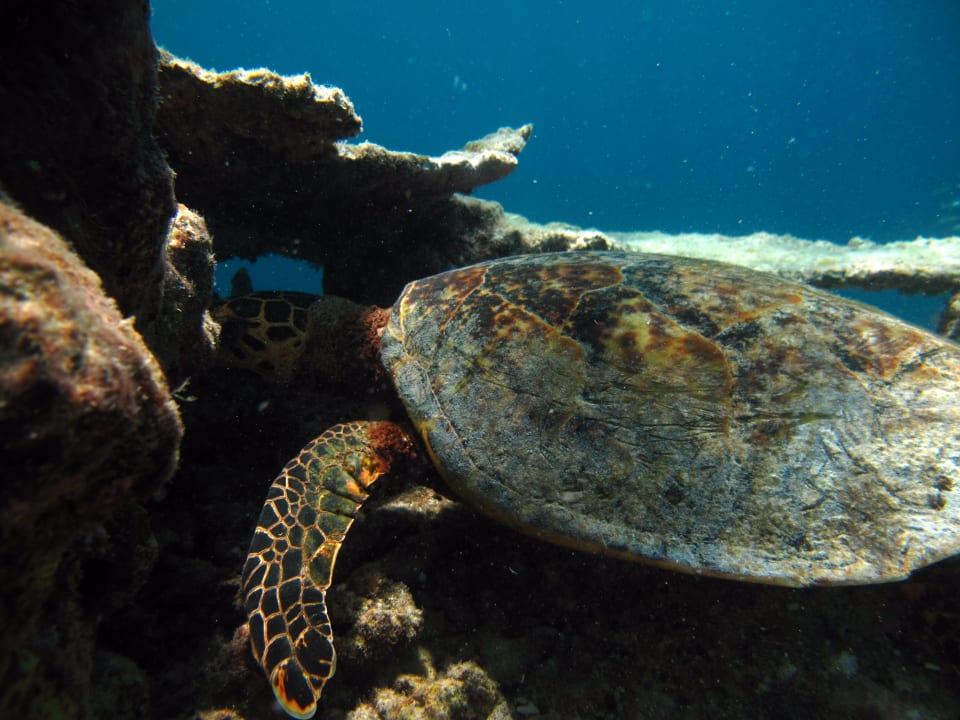 Sonstiges Diamonds Thudufushi