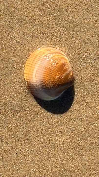 Strand Hotel Riu Chiclana