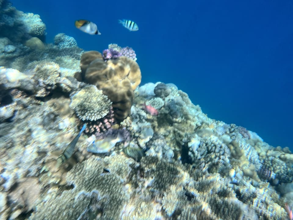 Sport & Freizeit Novotel Marsa Alam Beach Resort