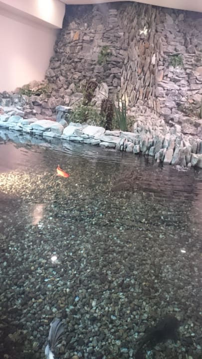 Koi Teich im Reserve  Hotel Reiters Supreme