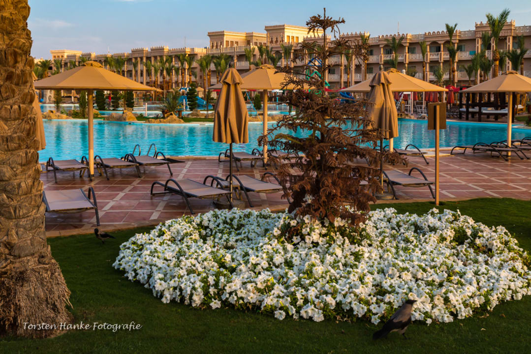 Pool Pickalbatros Palace Resort