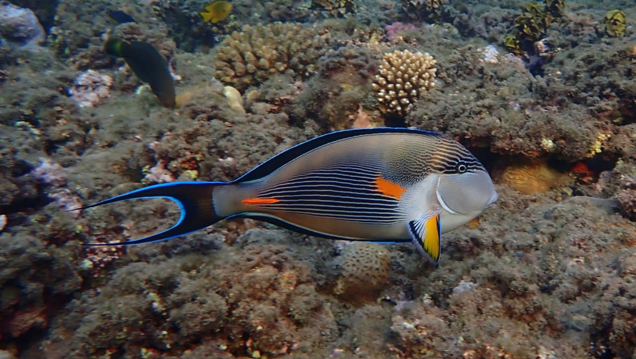 Sport & Freizeit Shams Alam Beach Resort