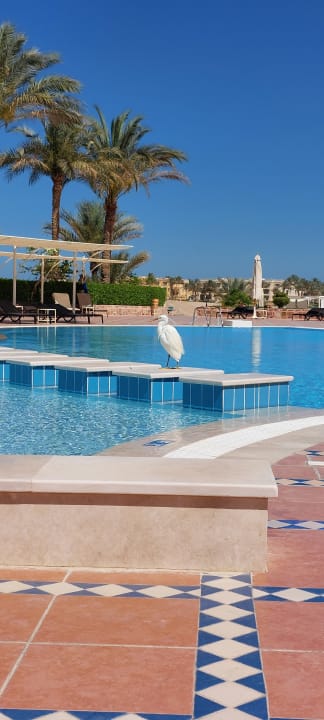 Pool Steigenberger Coraya Beach - Adults only