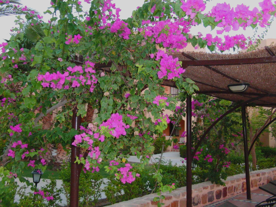 Am Pool Steigenberger Coraya Beach - Adults only