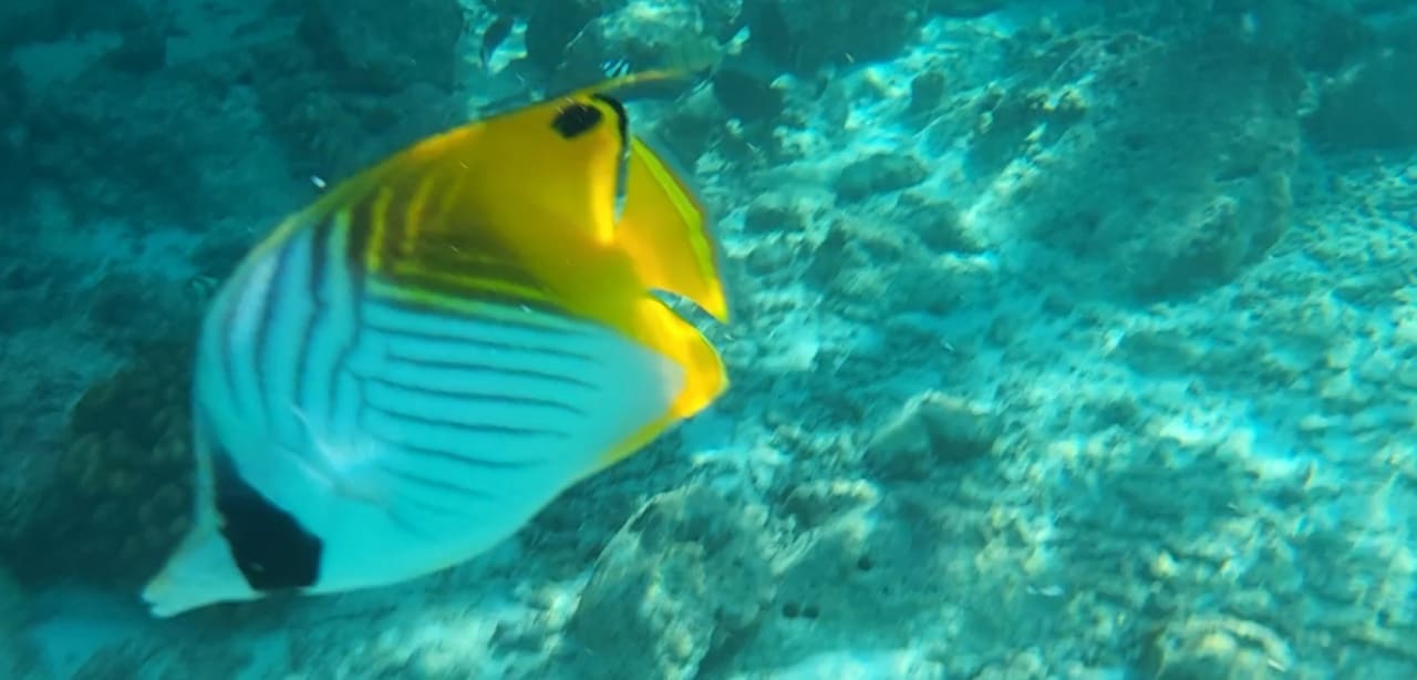 Sport & Freizeit Centara Ras Fushi Resort & Spa Maldives