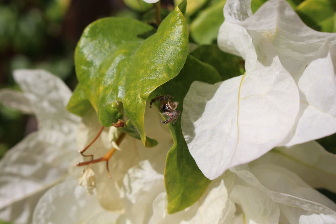 Ein kleiner Besucher Steigenberger Coraya Beach - Adults only