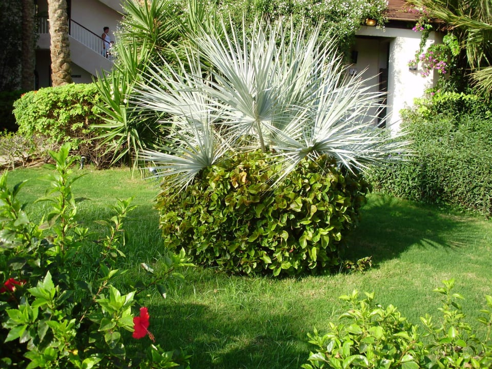 Irgendwo im Garten Prima Life Makadi Resort