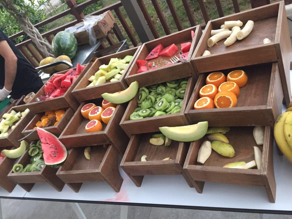 Gastro Seashell Vega