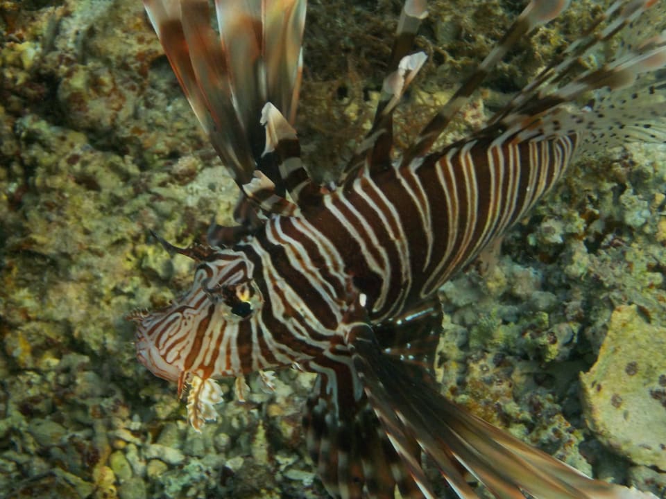 Strand Beach Safari Nubian Resort