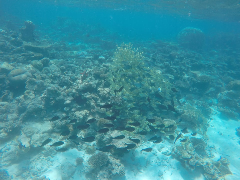 Unterwasserwelt Summer Island Maldives