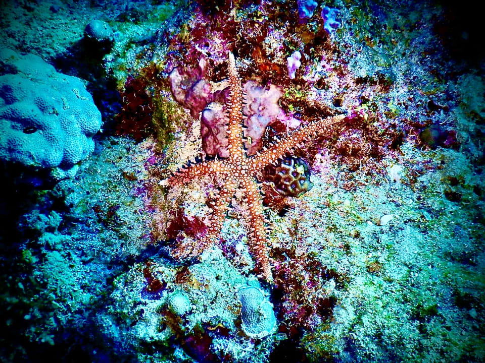 Sport & Freizeit Steigenberger Coraya Beach - Adults only