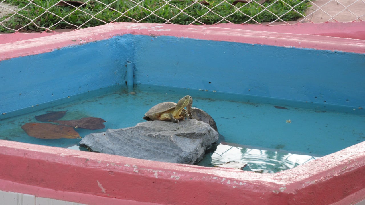 Schildkrötenteich B&B Villa Las Almendras