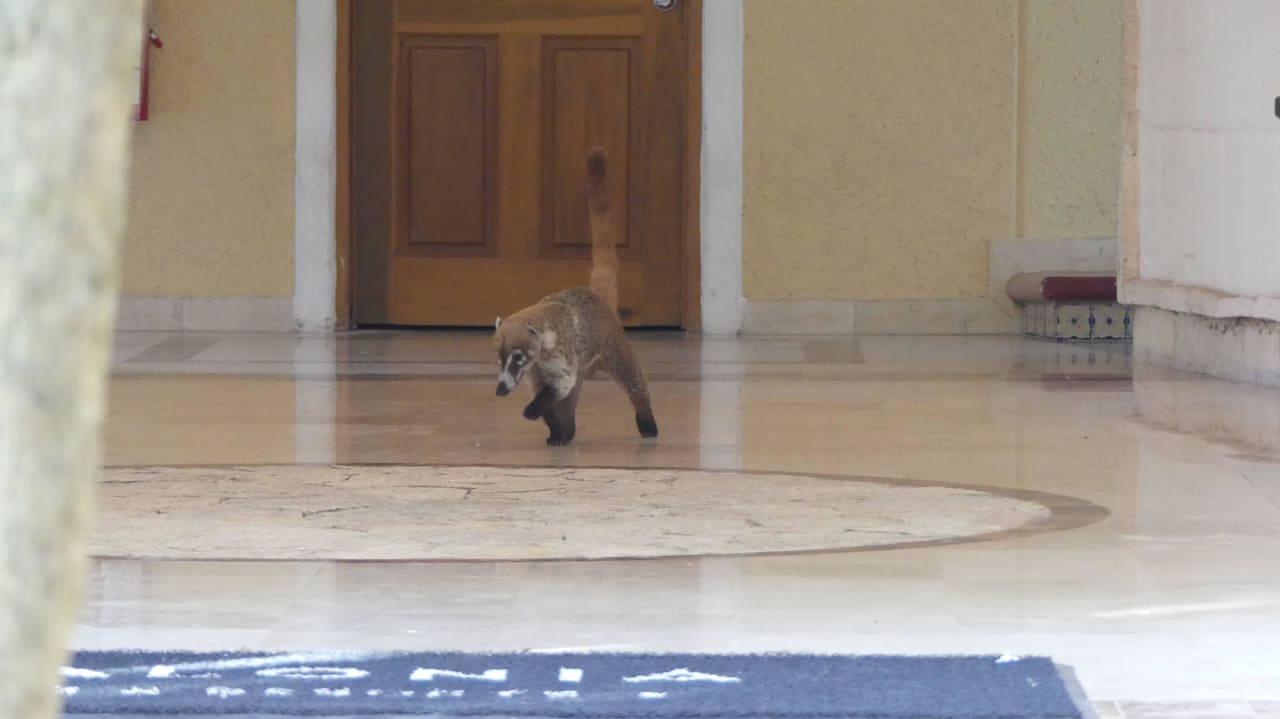 Eingang zum Hotelzimmer Catalonia Royal Tulum Beach & Spa Resort - Adults only