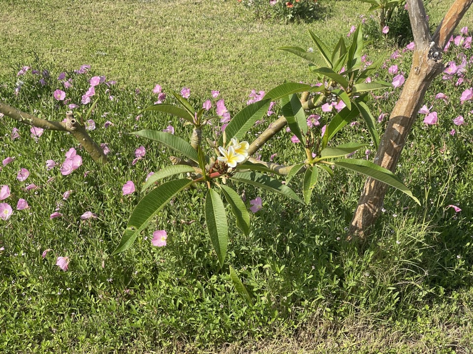 Gartenanlage Hotel Kathrin Beach
