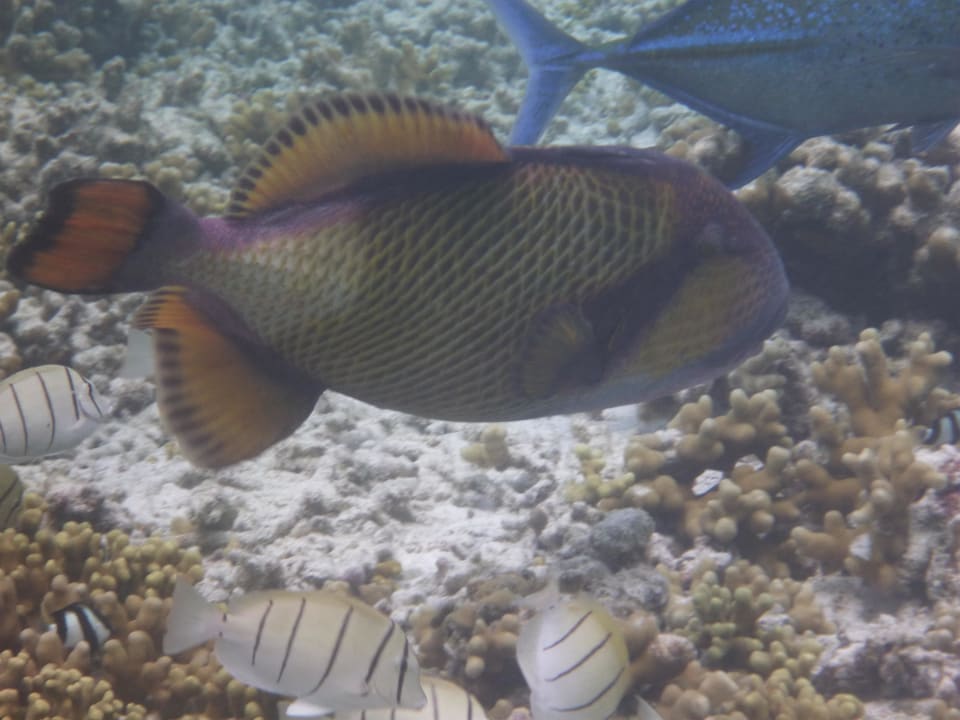 Hausriffbewohner Summer Island Maldives