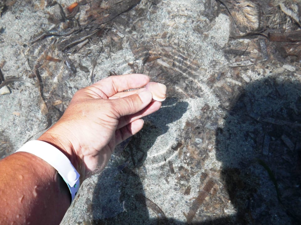 Kleine Muscheln findet man auch Barceló Portinatx - Adults only