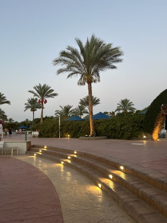 Sonstiges Desert Rose