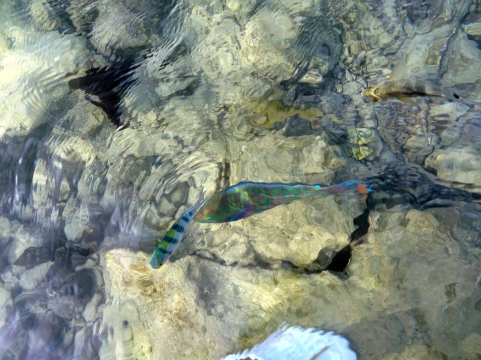 Fische Royal Lagune Pickalbatros Citadel Resort