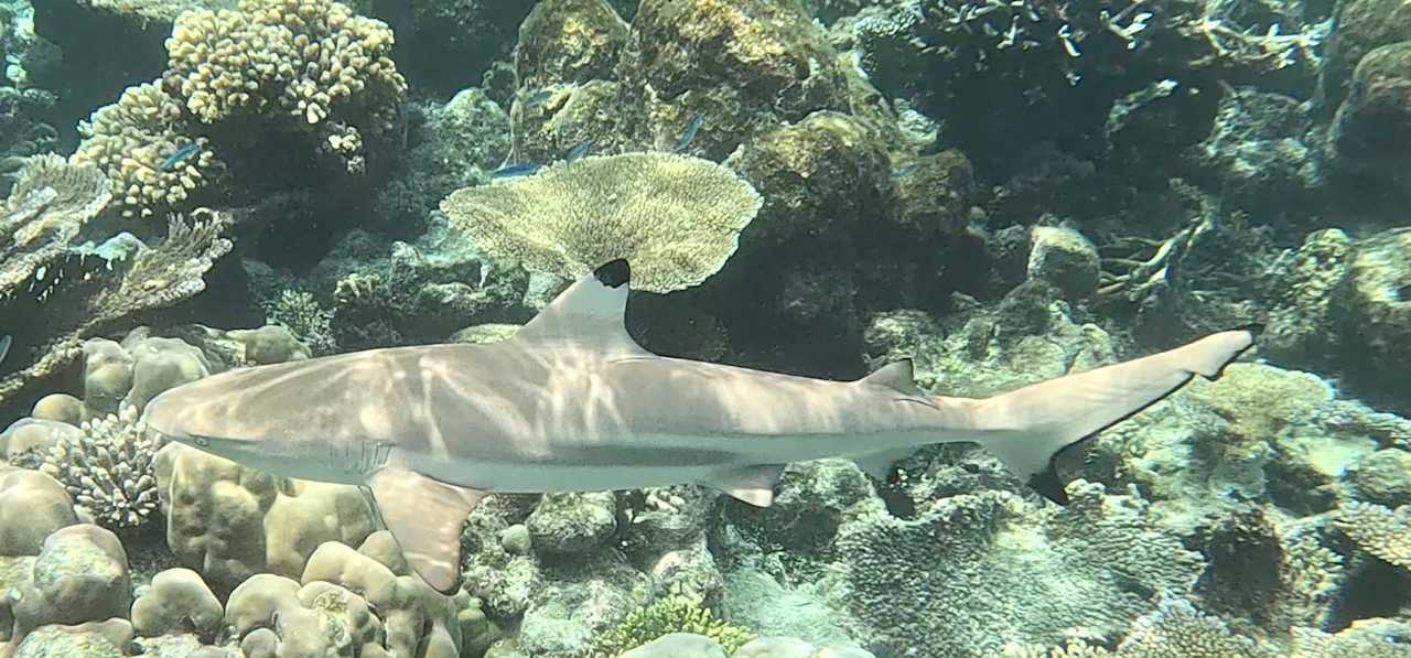 Strand NH Collection Maldives Havodda Resort