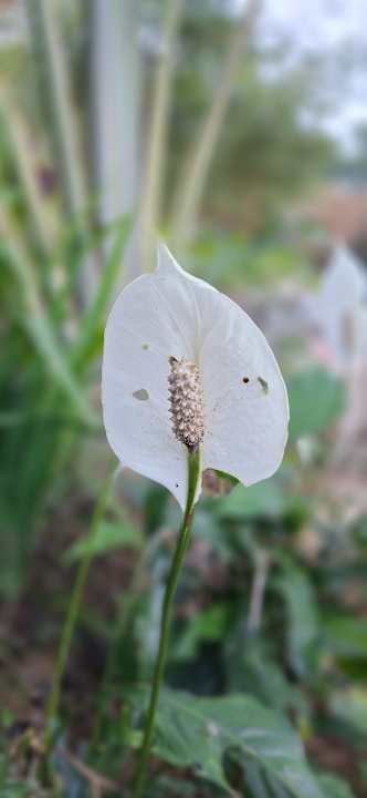 Gartenanlage Pu Luong Eco Garden