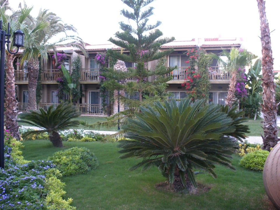 Viele Palmen und Blumen Paloma Oceana