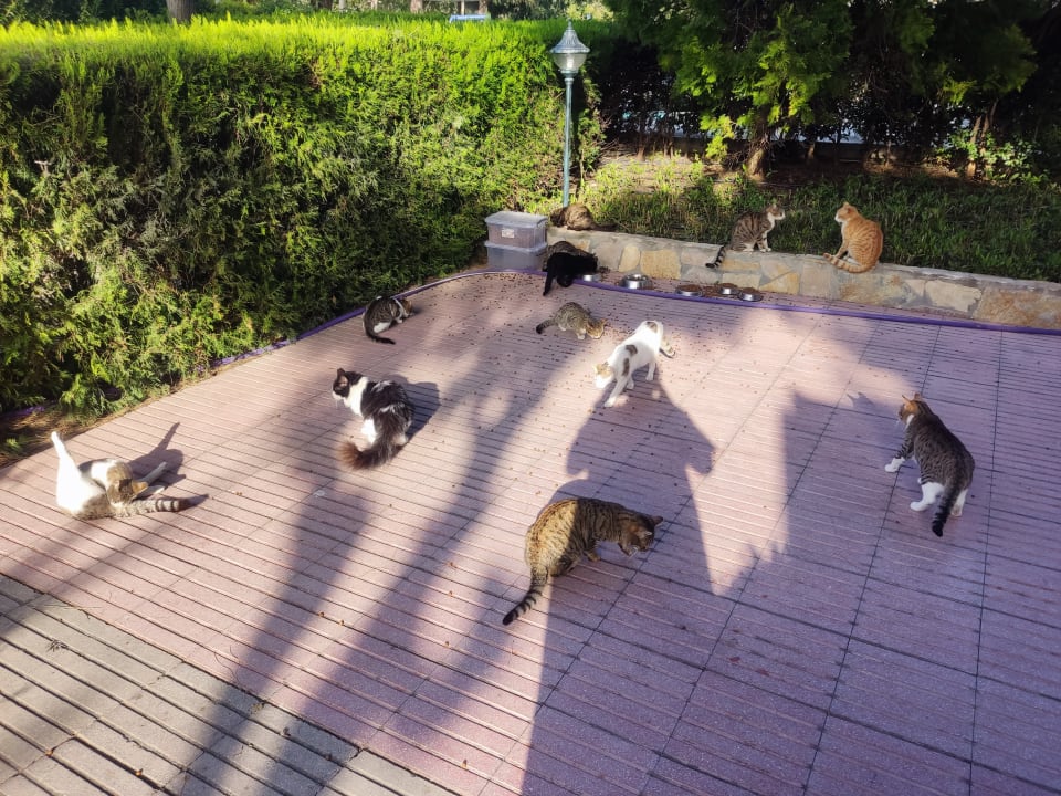 Sonstiges Can Garden Beach