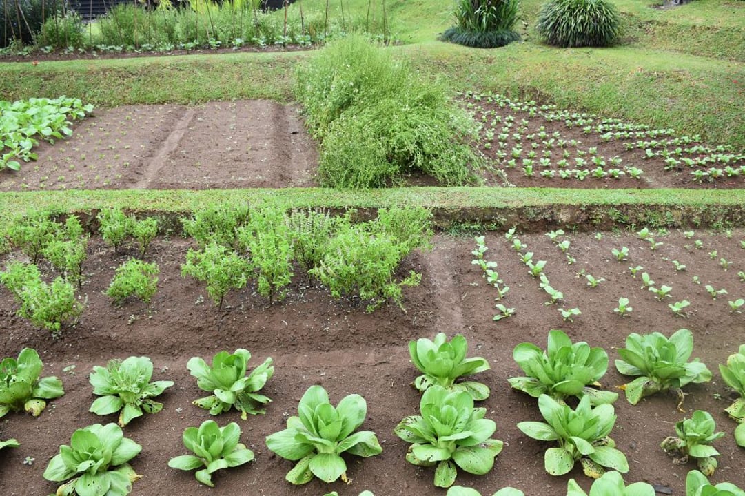 Gemüsebeete Bagus Jati Health & Wellbeing Retreat