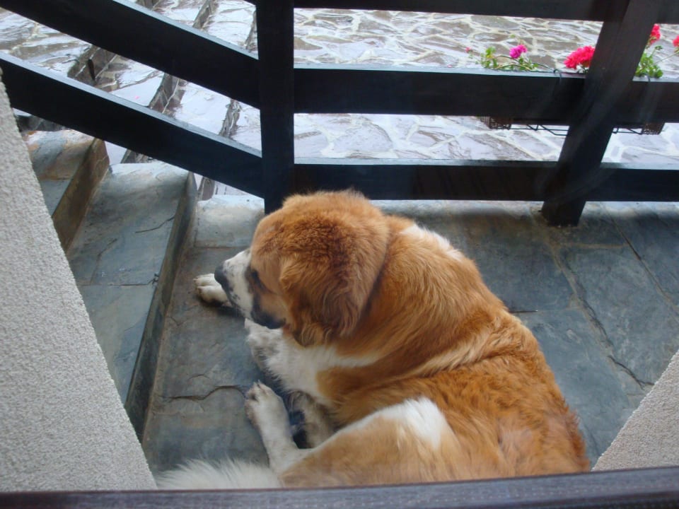 Hotelwachhund Berni  Hotel Contele Vladimir