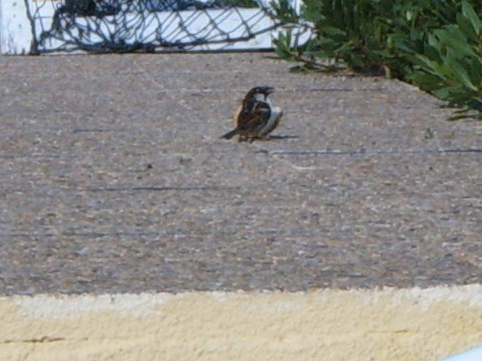 Spatz The Club Hammamet