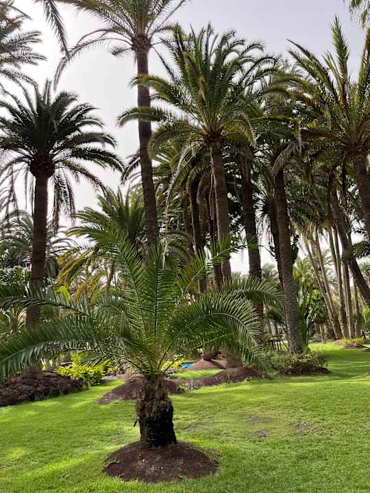 Außenansicht Hotel Riu Palace Oasis