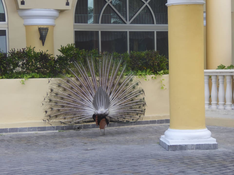 Hotelowy paw JOIA Paraiso by Iberostar