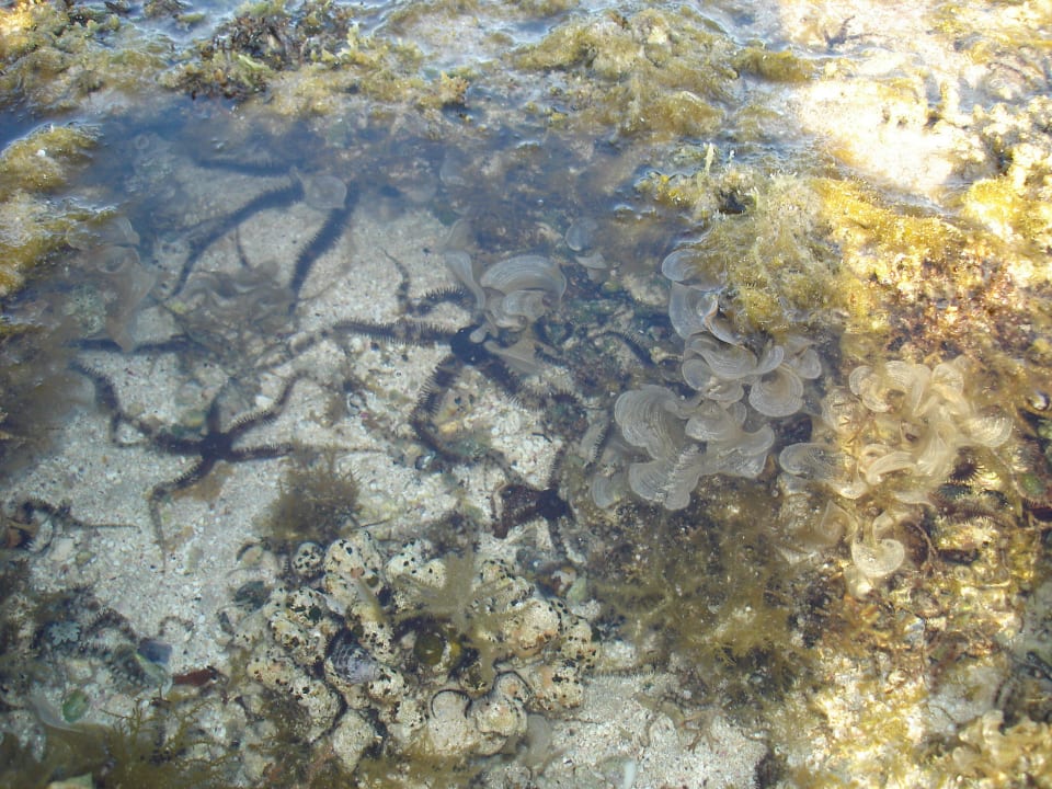 Пляж Serenity Alpha Beach