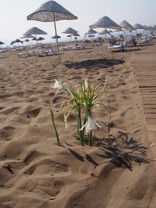 Strandblume X Life Hotel Sarıgerme