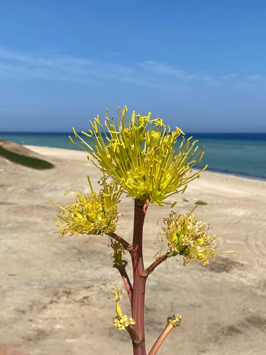 Strand Three Corners Equinox Beach Resort