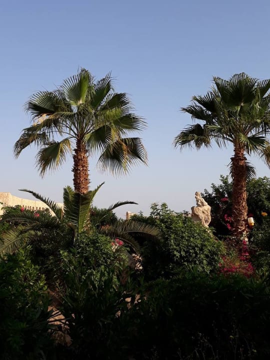 Gartenanlage Pickalbatros Citadel Resort