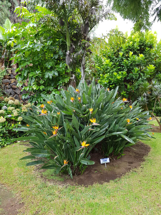 Gartenanlage BLUESEA Costa Jardin Spa