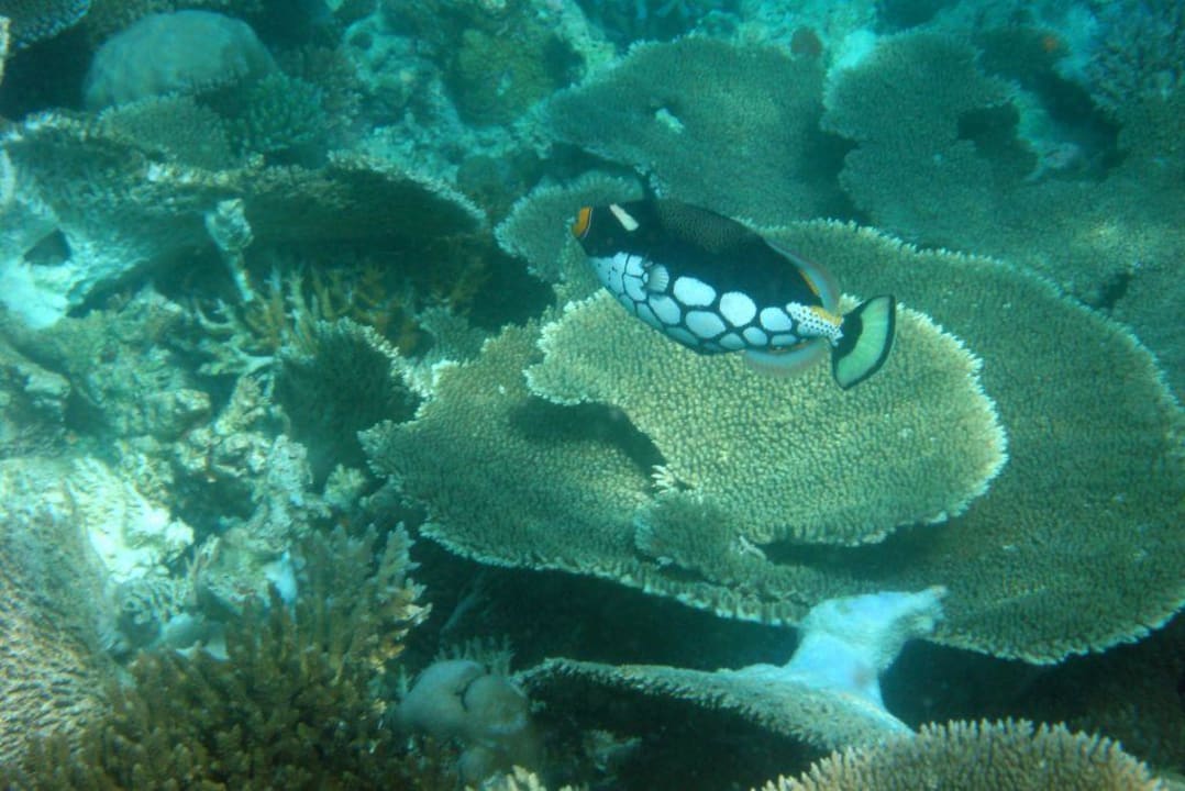 Hausriff Angaga Angaga Island Resort