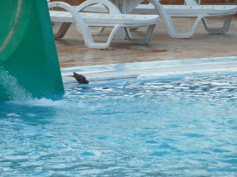 Des arme Täubchen hat halt auch mal durst  Utopia Beach Club