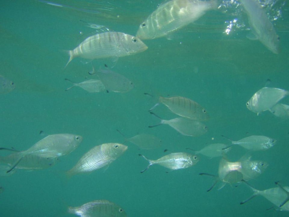 Viele viele fische Kamelya Collection Fulya Hotel