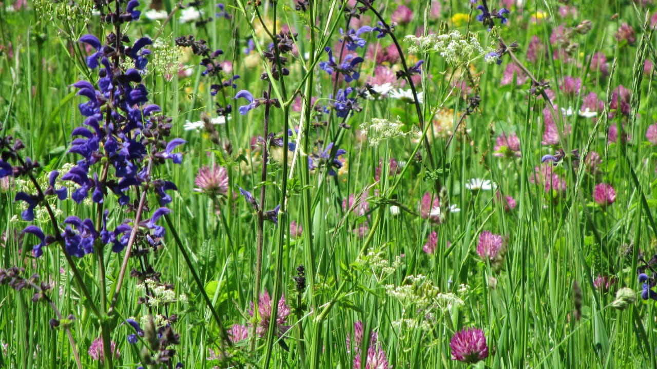 Wunderschöne Wiesen Vigilius Mountain Resort