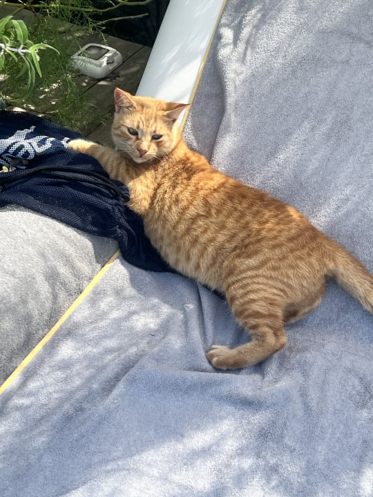 Sonstiges Voyage Torba