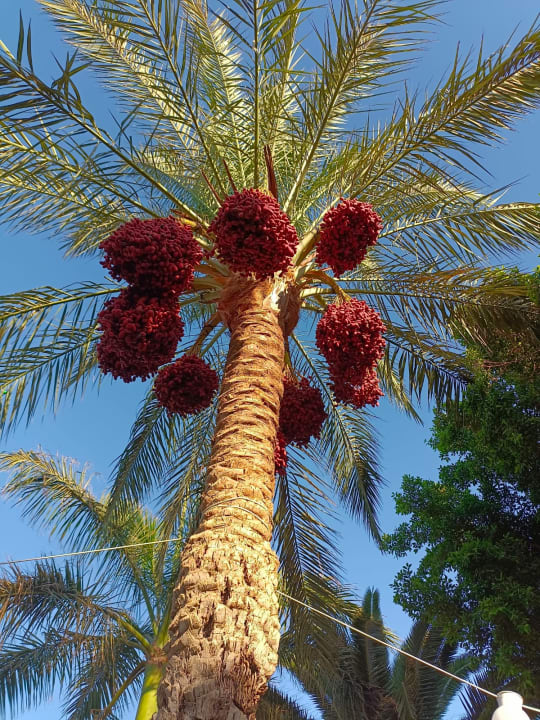 Gartenanlage Desert Rose