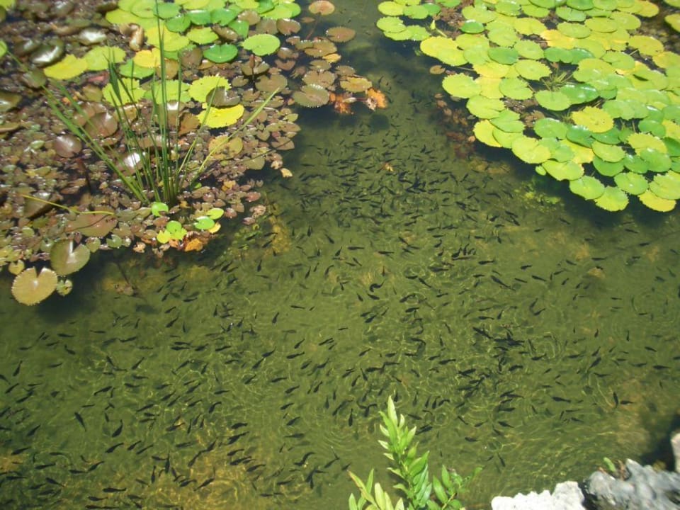Fische im Teich Hotel Camino del Mar Cayo Guillermo