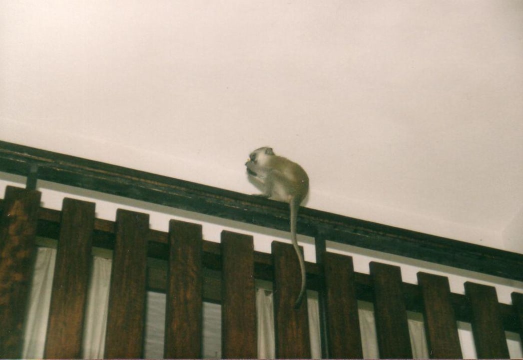 Affen Bahari Beach Hotel