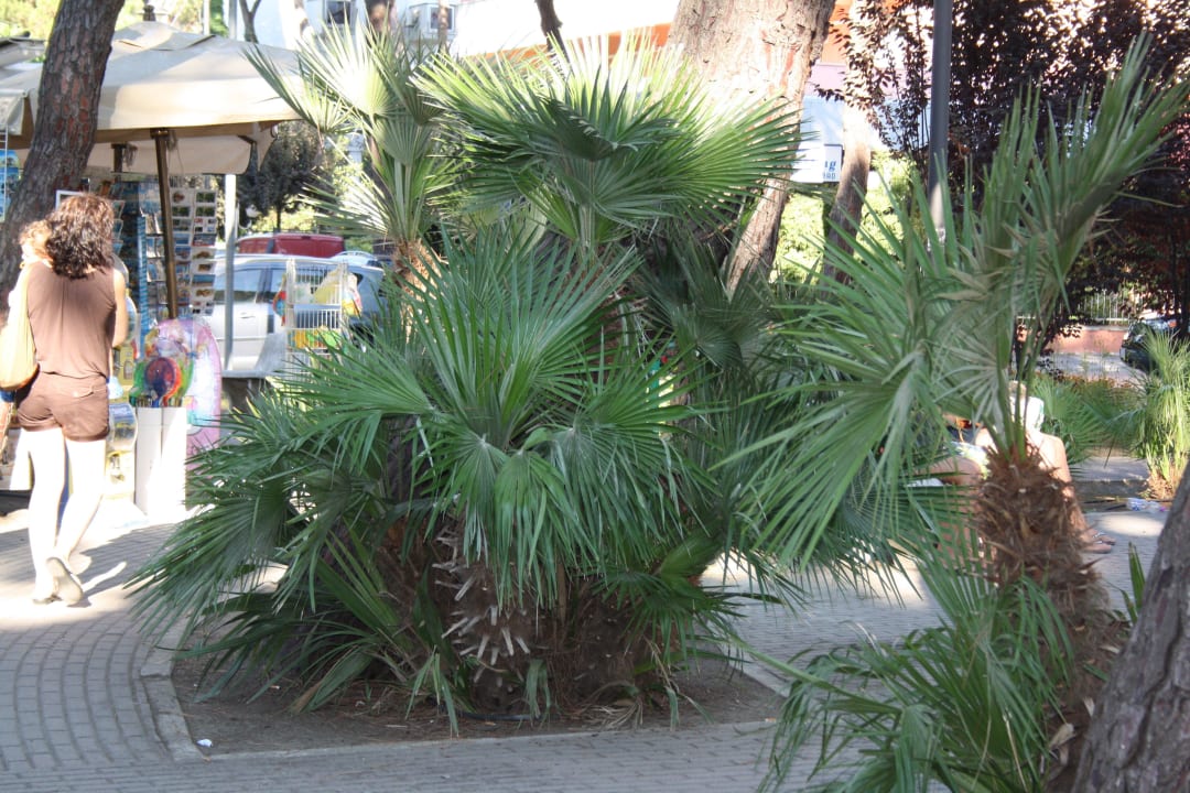 Piazza Hotel San Carlo Vacanze