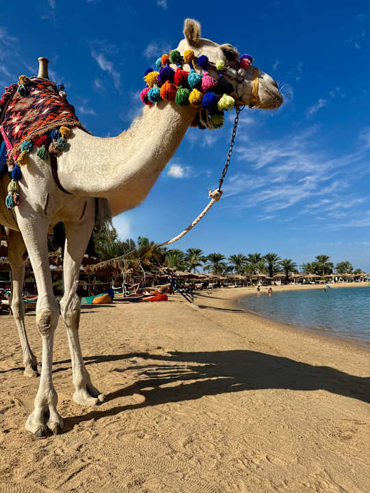 Sonstiges Desert Rose