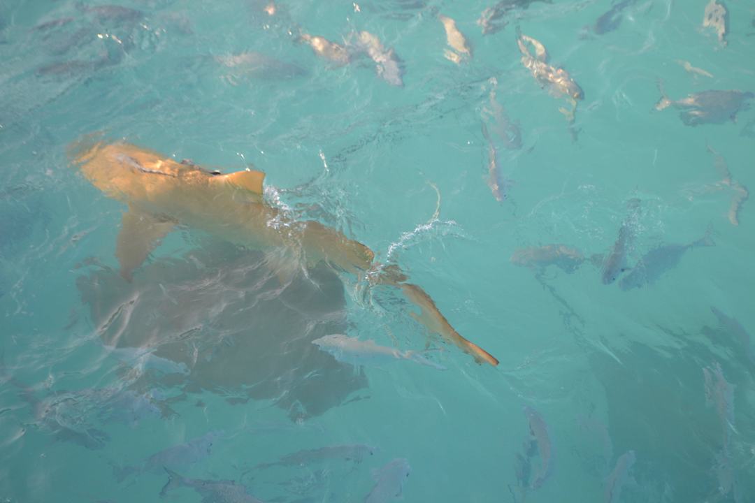Shark NH Collection Maldives Reethi Resort